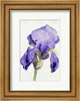 Iris in Bloom I Fine Art Print