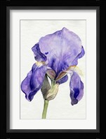 Iris in Bloom I Framed Print