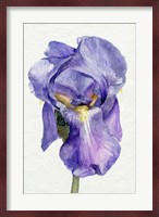 Iris in Bloom II Fine Art Print