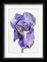 Iris in Bloom II Framed Print