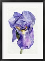 Iris in Bloom II Fine Art Print