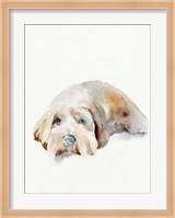 Scruffy Puppy II Fine Art Print