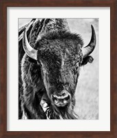 Buffalo Portrait Fine Art Print