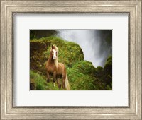 Collection of Horses I Fine Art Print