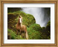 Collection of Horses I Fine Art Print