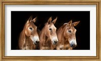 Collection of Horses IV Fine Art Print
