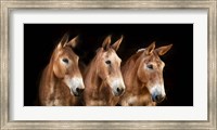 Collection of Horses IV Fine Art Print