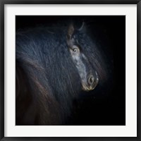 Collection of Horses VI Fine Art Print