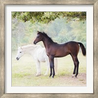 Collection of Horses VII Fine Art Print