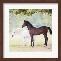 Collection of Horses VII Fine Art Print