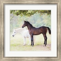 Collection of Horses VII Fine Art Print