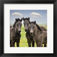 Collection of Horses IX Fine Art Print