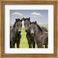 Collection of Horses IX Fine Art Print