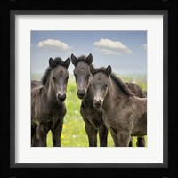 Collection of Horses IX Fine Art Print