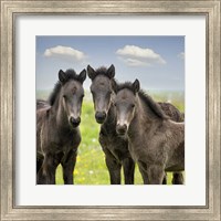 Collection of Horses IX Fine Art Print