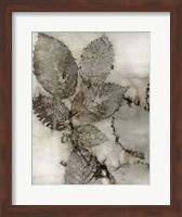 Birch Leaves II Fine Art Print