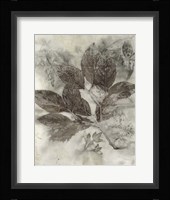 Dogwood Leaves II Framed Print