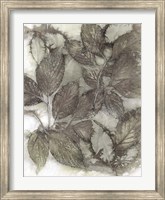 Dogwood Leaves III Fine Art Print