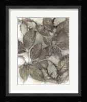 Dogwood Leaves III Framed Print