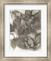 Dogwood Leaves III Fine Art Print