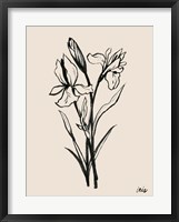 Iris Sketch I Framed Print