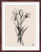 Iris Sketch II Fine Art Print