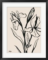 Iris Sketch IV Framed Print