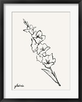 Gladiola Sketch I Framed Print