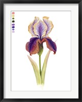 Rainbow Iris I Fine Art Print