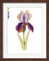 Rainbow Iris I Fine Art Print