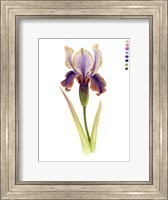 Rainbow Iris II Fine Art Print