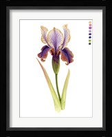Rainbow Iris II Framed Print