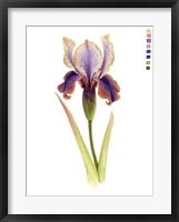 Rainbow Iris II Fine Art Print