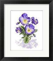 Viola Pansies I Fine Art Print