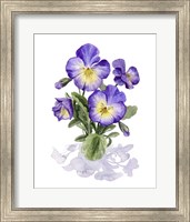 Viola Pansies I Fine Art Print