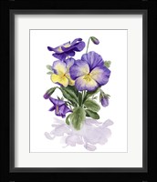 Viola Pansies II Framed Print