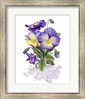 Viola Pansies II Fine Art Print