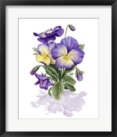 Viola Pansies II Fine Art Print