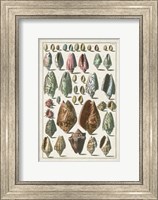 Grand Seba Shells I Fine Art Print