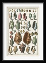 Grand Seba Shells I Fine Art Print