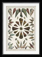 Grand Seba Shells II Fine Art Print