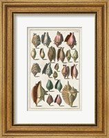 Grand Seba Shells III Fine Art Print