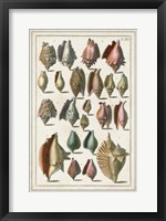 Grand Seba Shells III Fine Art Print