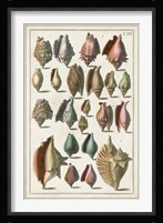 Grand Seba Shells III Fine Art Print