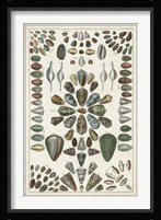 Grand Seba Shells IV Fine Art Print