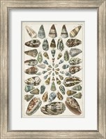 Grand Seba Shells V Fine Art Print