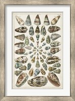 Grand Seba Shells V Fine Art Print