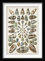 Grand Seba Shells V Fine Art Print