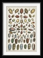 Grand Seba Shells VI Fine Art Print