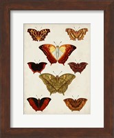 Butterflies Displayed I Fine Art Print
